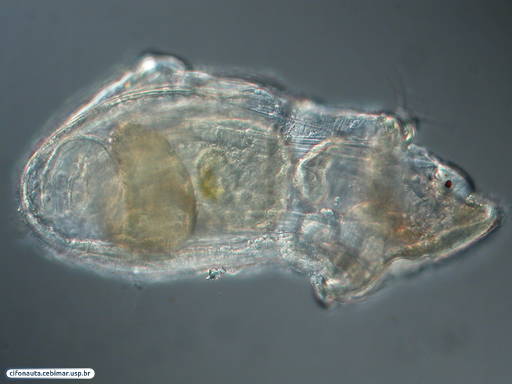 Larva pelagosfera