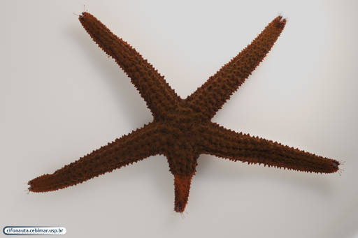 Estrela-do-mar com braço em regeneração