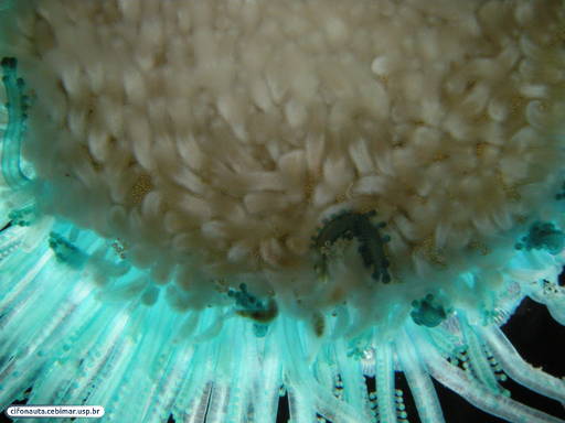 Hidrozoário colonial flutuante, vista oral - detalhe dos gastro-gonozoóides (cor branca)