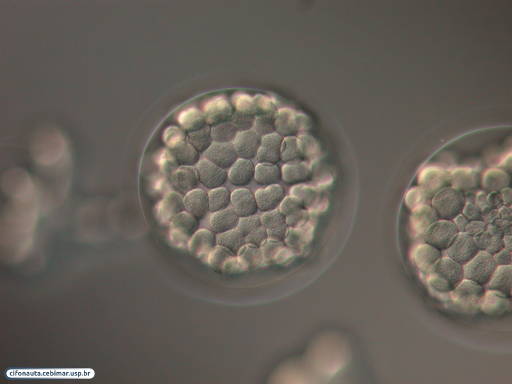 Embrião de bolacha-do-mar durante blastulação