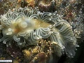 Moluscos nudibrânquio