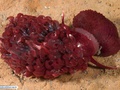 Molusco nudibrânquio se alimentando de uma anemona-do-mar