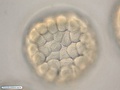 Células ectodérmicas durante formação da blástula de bolacha-do-mar