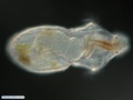 Larva pelagosfera