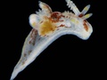 Molusco nudibrânquio