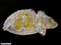 Larva pelagosfera