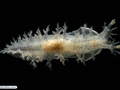 Molusco nudibrânquio