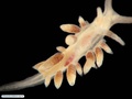 Molusco nudibrânquio