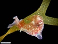 Molusco opistobrânquio sobre alga parda