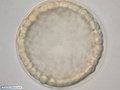 Embrião de bolacha-do-mar durante formação da blástula