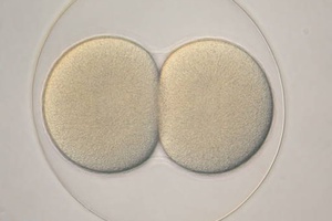 Embrião de bolacha-do-mar antes da segunda divisão