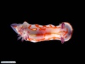 Molusco nudibrânquio