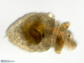 Larva pelagosfera