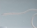 Nematoda