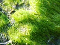 Alga verde