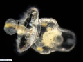 Larva pelagosfera