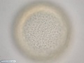 Células ectodérmicas durante formação da blástula de uma bolacha-do-mar