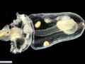 Larva pelagosfera