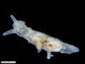 Molusco nudibrânquio