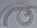 Nematoda